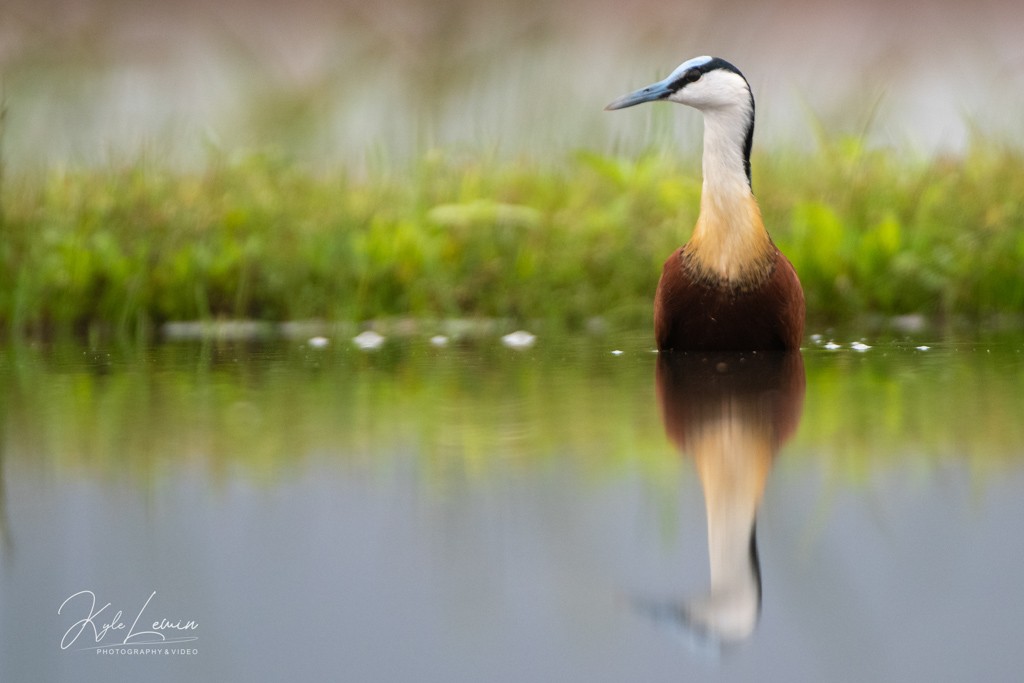 A bird standing in water with its reflection visible