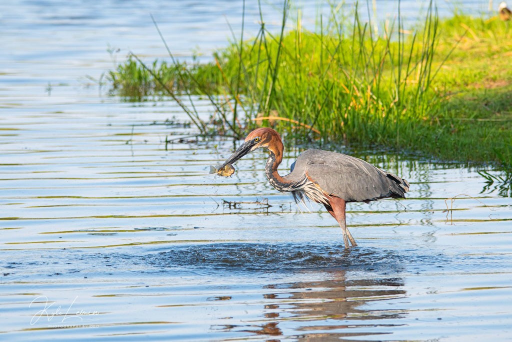 Heron fishing in a river with grass in the background