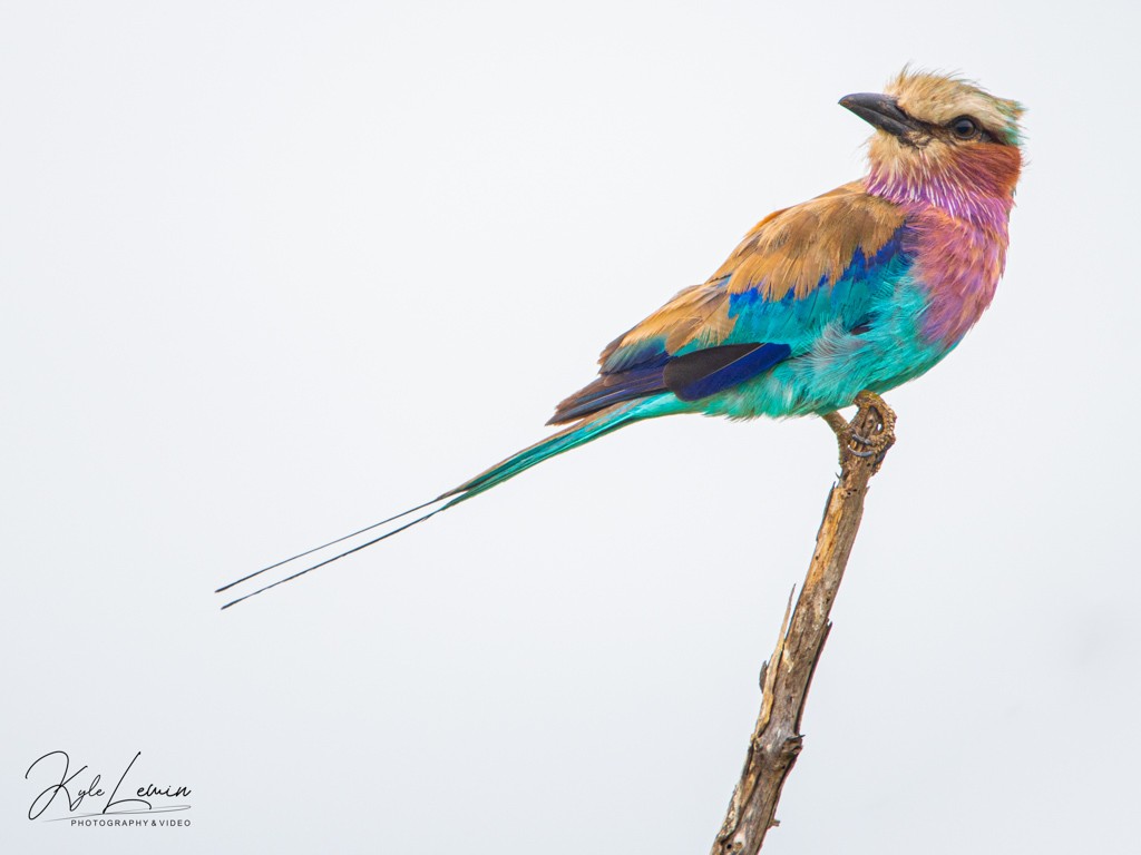 Lilac-breasted Roller bird on a branch