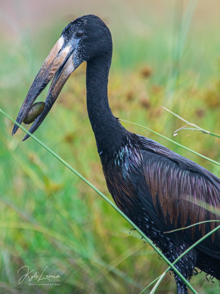 An African Openbill Stork holding a mollusk in its beak