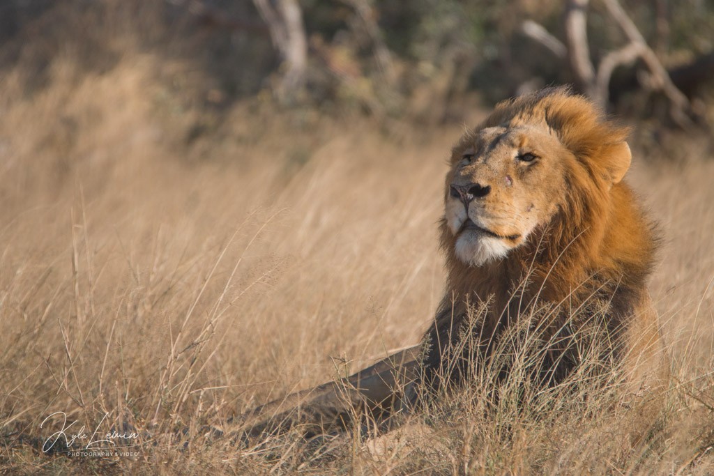 A lion resting in tall grass