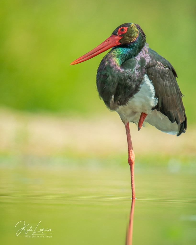 Africa Photographic Services cover image