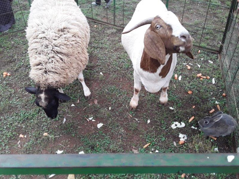Petting farm with sheep, goat, and rabbit in an enclosure