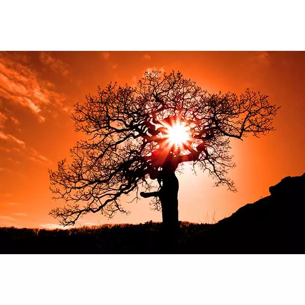 Silhouette of a tree against a vibrant sunset
