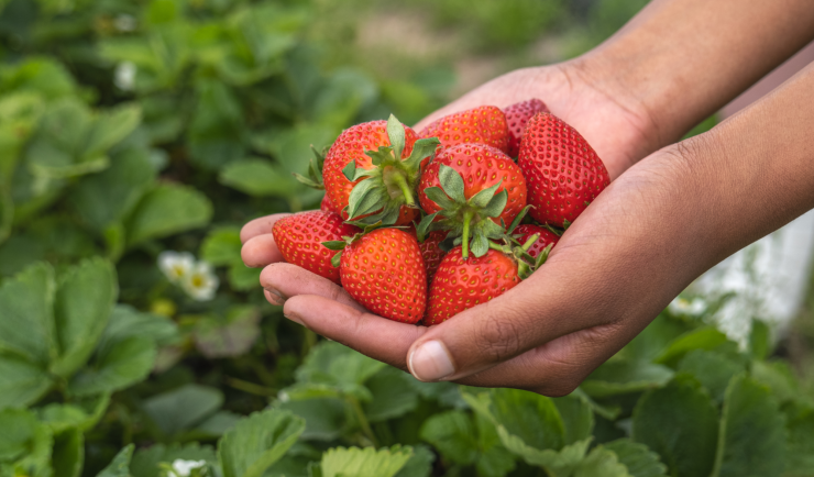 Hands holding freshly picked strawberries surrounded by green leaves