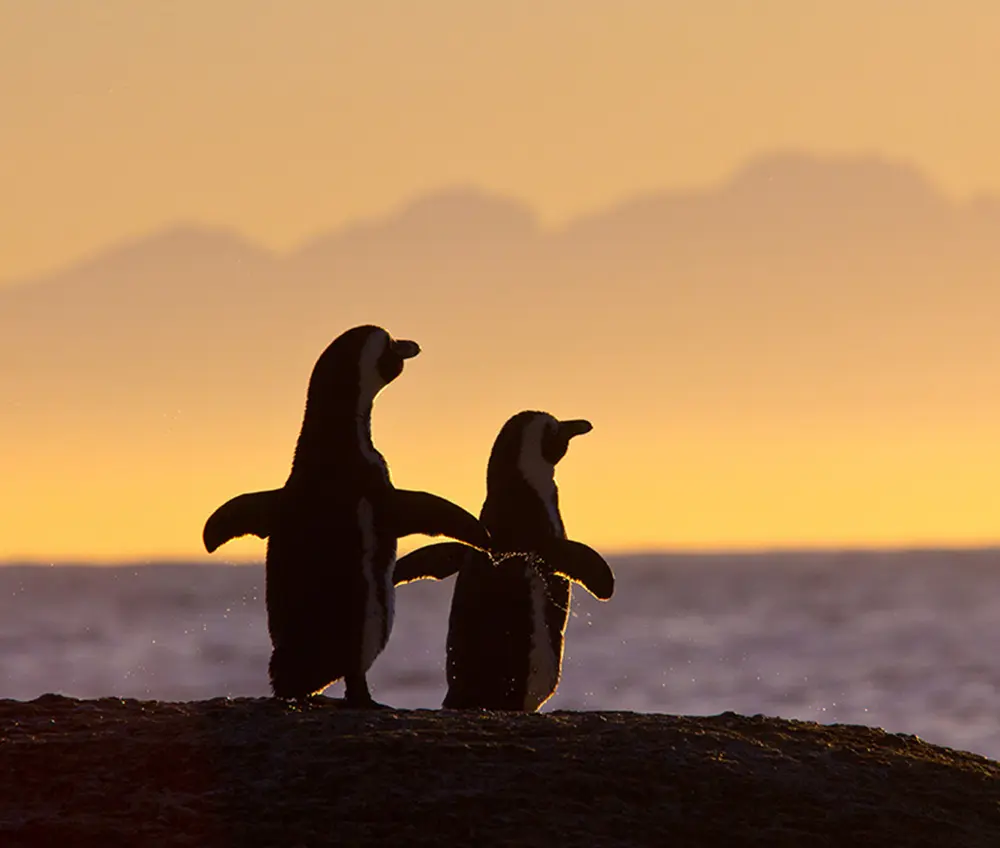 Two penguins silhouetted against a sunset by the ocean.