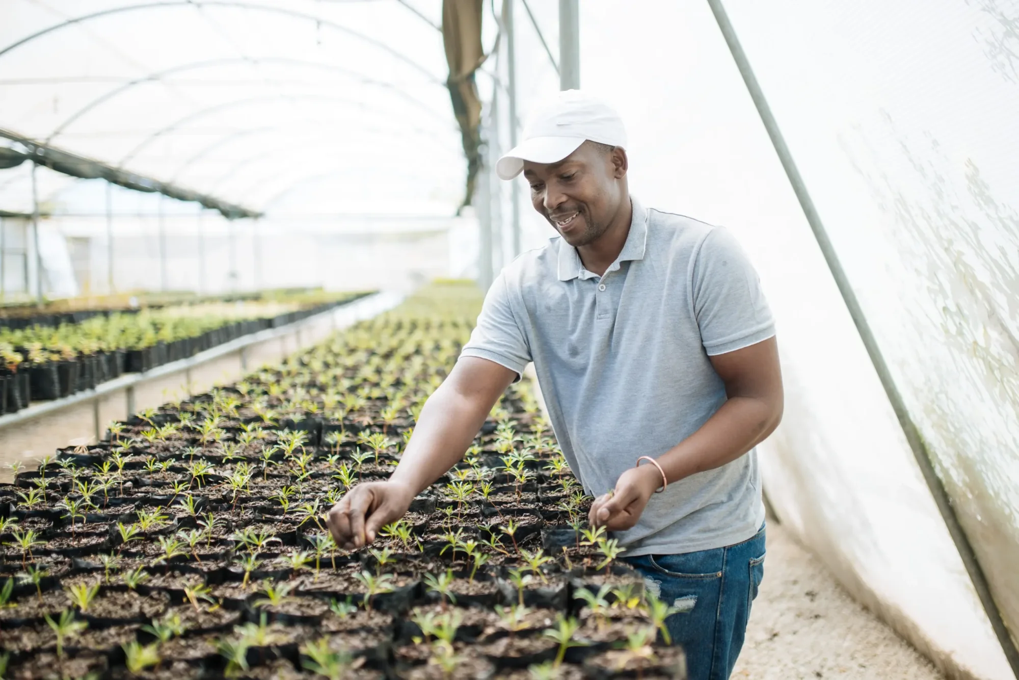 Man tending to seedlings in a greenhouse at Spier