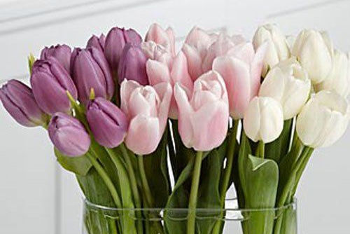A vase filled with purple, pink, and white tulips