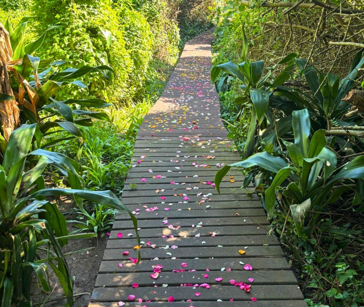 Wooden walkway with flower petals on both sides