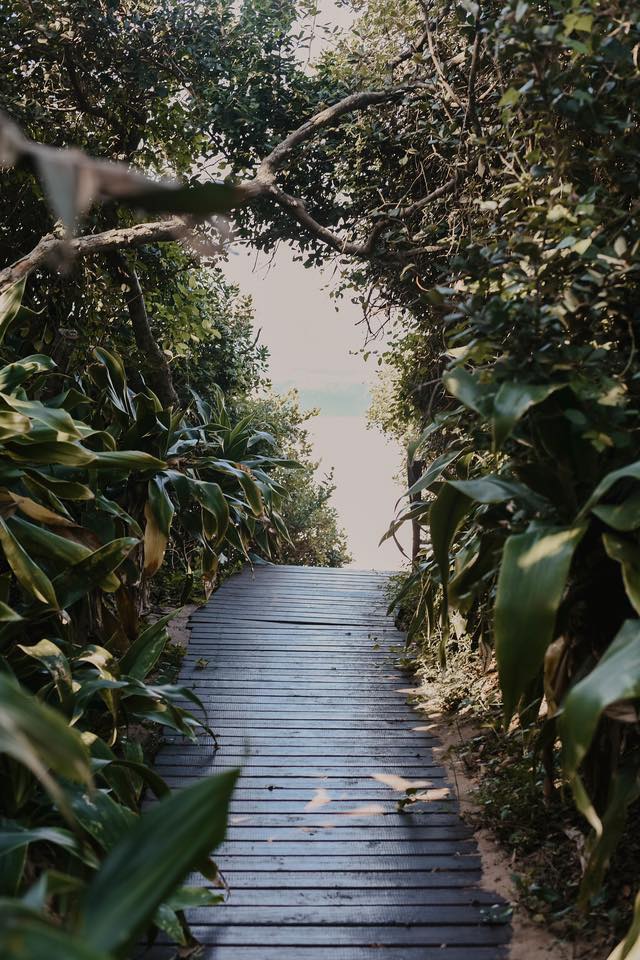 Wooden boardwalk surrounded by green plants leading to the beach.